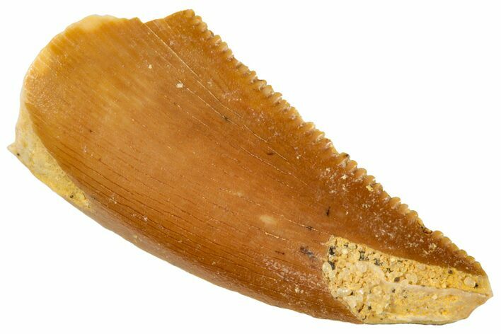 Serrated, Raptor Tooth - Real Dinosaur Tooth #269387